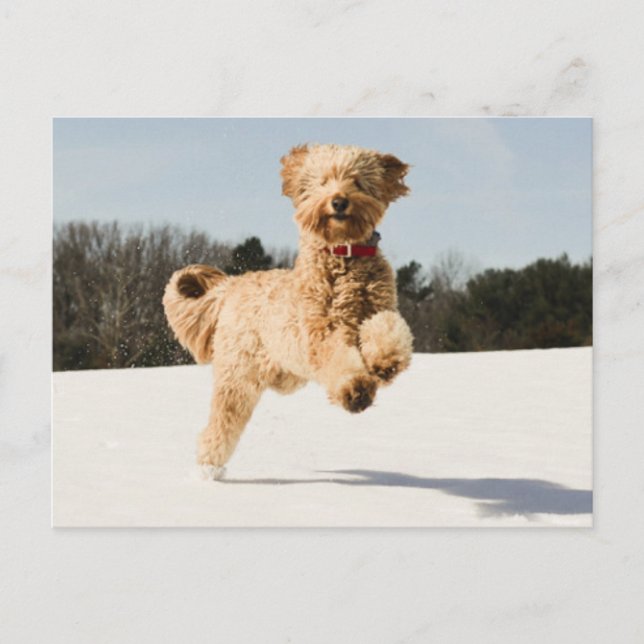 Goldendoodle Running Through Field Postcard (Front)