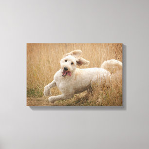 Goldendoodle Runs Through Grass Canvas Print