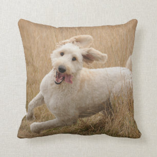 Goldendoodle Runs Through Grass Cushion