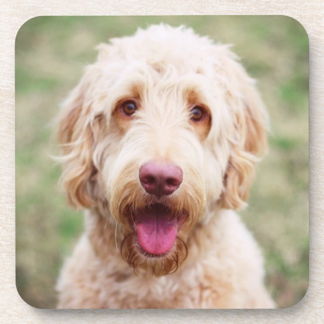 Goldendoodle Smiling Coaster (Front)