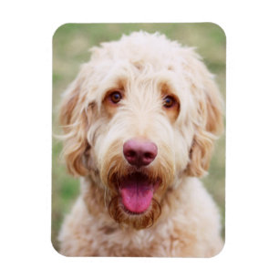 Goldendoodle Smiling Magnet