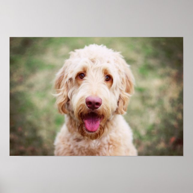 Goldendoodle Smiling Poster (Front)