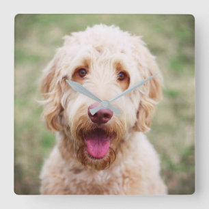 Goldendoodle Smiling Square Wall Clock