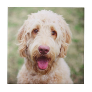Goldendoodle Smiling Tile