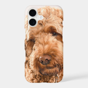 Goldendoodle Studio Portrait