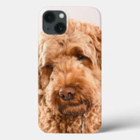 Goldendoodle Studio Portrait