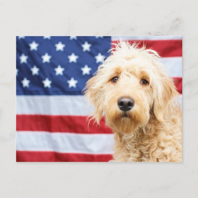 Goldendoodle With American Flag Postcard (Front)