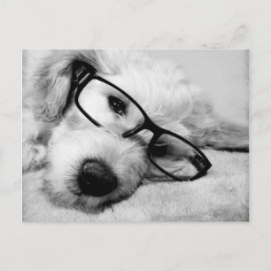 Goldendoodle With Glasses Postcard