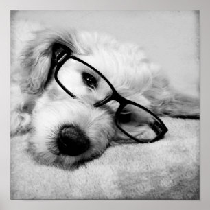 Goldendoodle With Glasses Poster