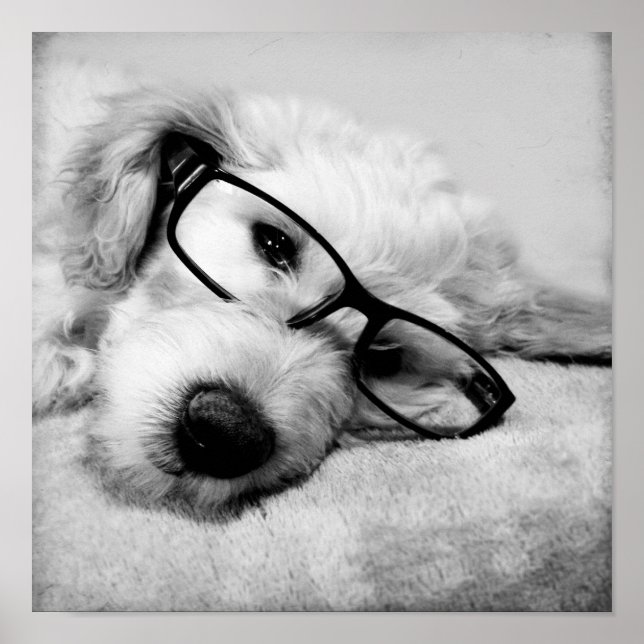 Goldendoodle With Glasses Poster (Front)