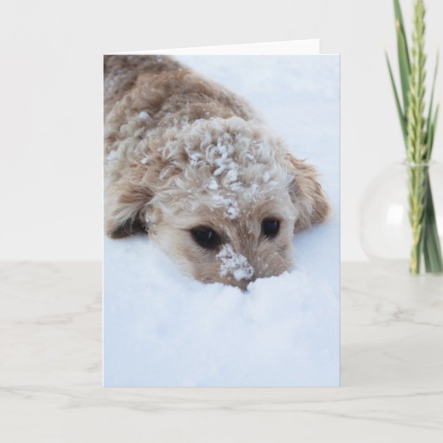 Goldendoodle With Nose In Snow Card (Front)