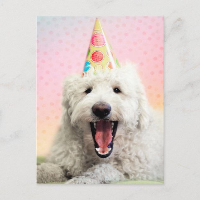 Goldendoodle With Party Hat Postcard (Front)