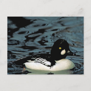 Goldeneye Duck Postcard