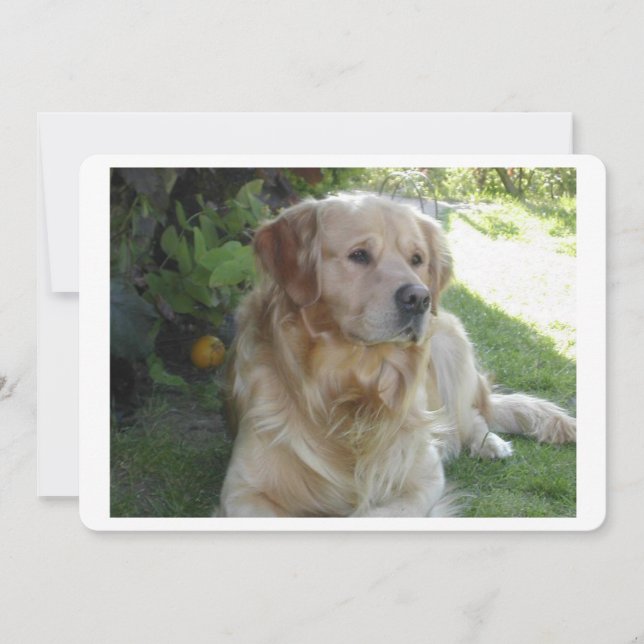 Goldenretriever laying 2.png (Front)