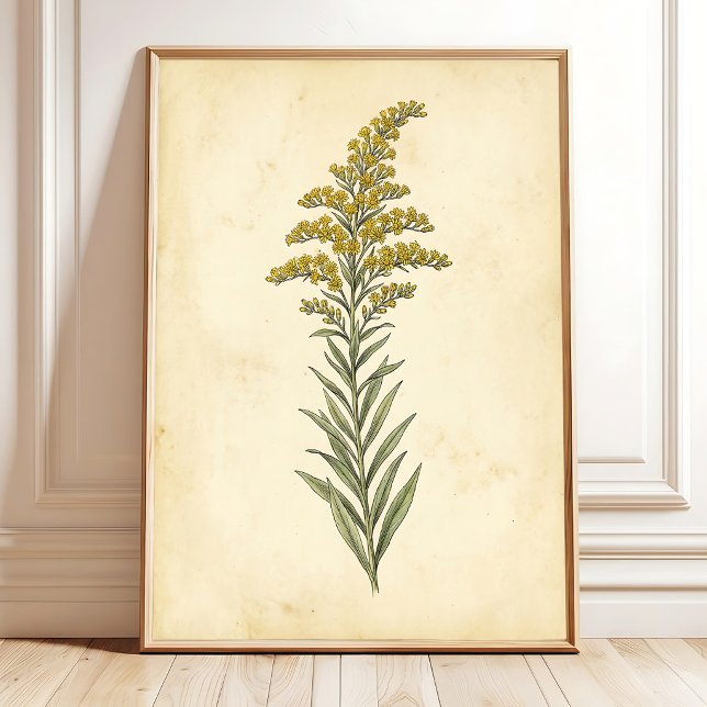 Goldenrod Botanical Study Canvas Print (Creator Uploaded)