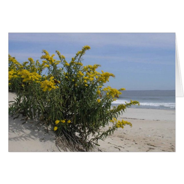 Goldenrod by the Sea (Front Horizontal)