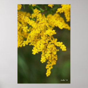 Goldenrod Poster