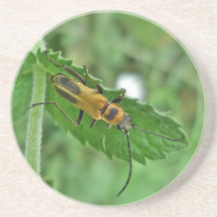 Goldenrod Soldier Beetle Coaster