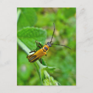 Goldenrod Soldier Beetle Postcard