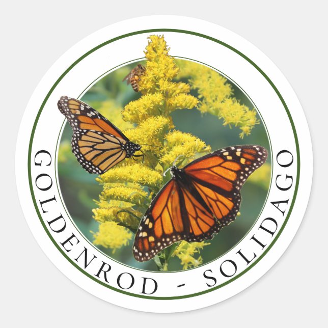 Goldenrod Solidago and Monarch Butterflies Classic Round Sticker (Front)