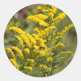 Goldenrod Wildflowers Classic Round Sticker