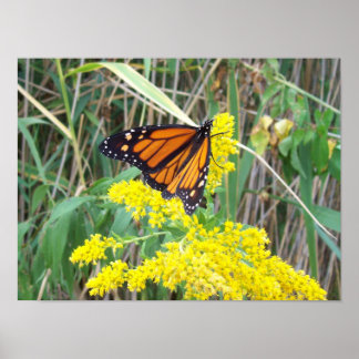 Goldenrod with Butterfly Poster