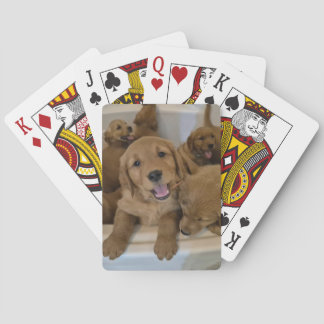 Goldens in a tub playing cards