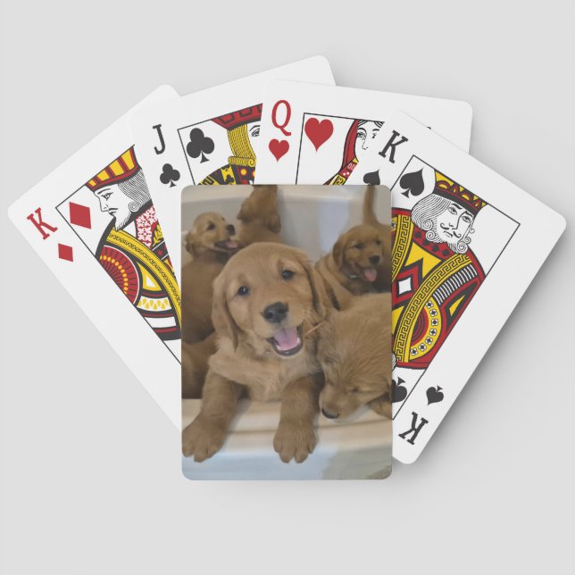 Goldens in a tub playing cards (Back)