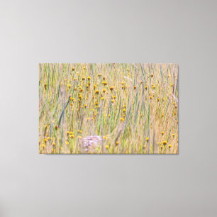 Goldfield and Grass Canvas Print