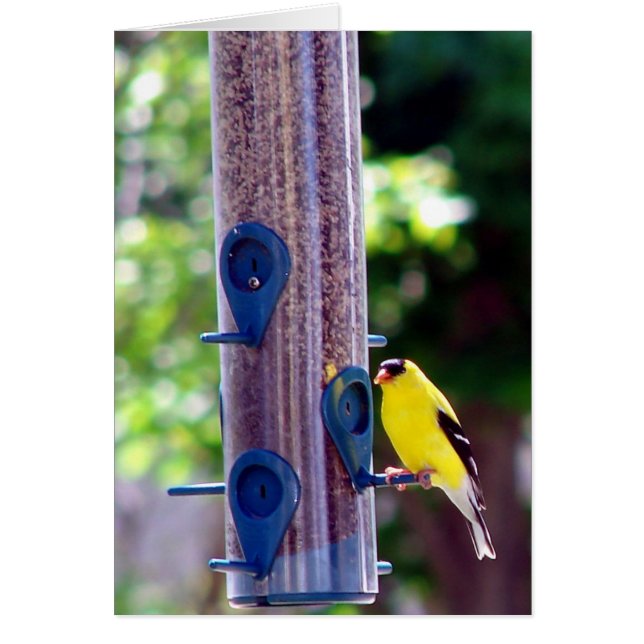 Goldfinch (Front)