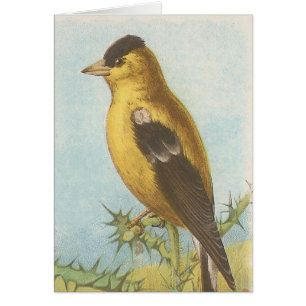 Goldfinch