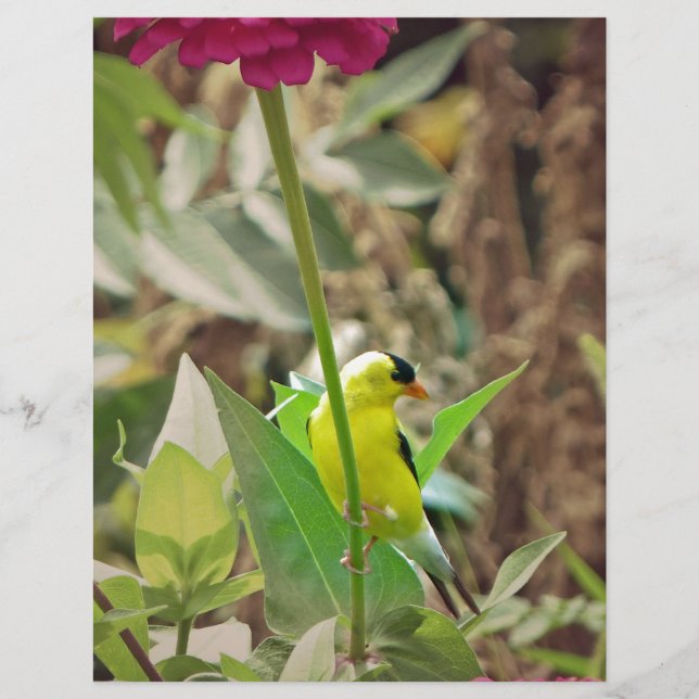 Goldfinch (Front)