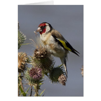 Goldfinch