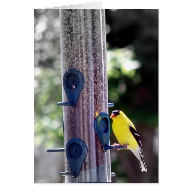 Goldfinch (Front)