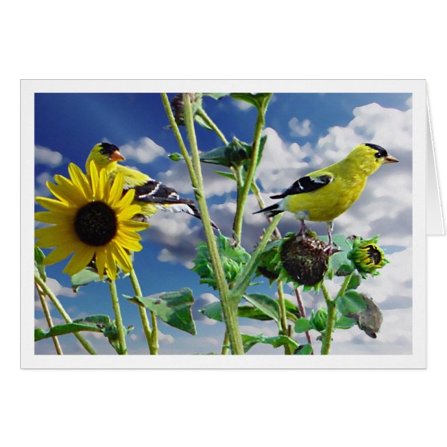GoldFinch (Front Horizontal)