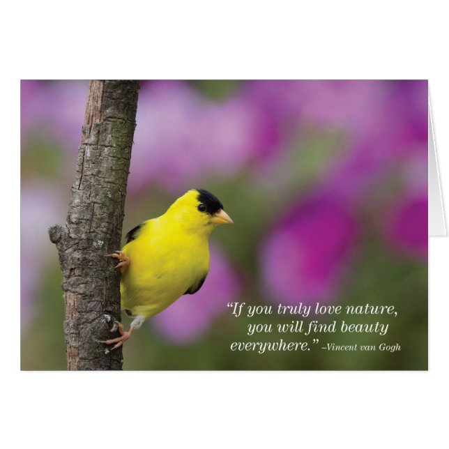 Goldfinch (Front Horizontal)