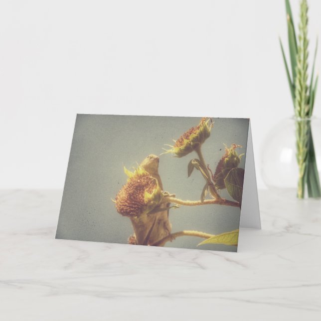 Goldfinch and a Sunflower Retro Photography Card (Front)