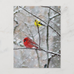 Goldfinch And Cardinal Postcard