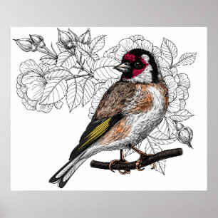 Goldfinch and roses poster