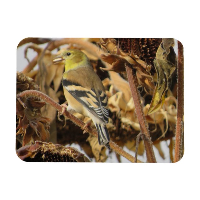 Goldfinch and Sunflower Seed Magnet (Horizontal)