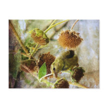 Goldfinch and Sunflowers