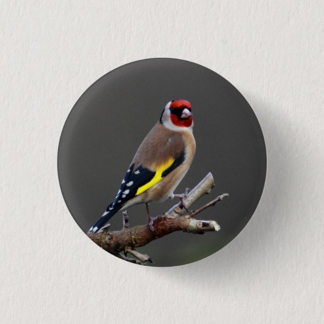 Goldfinch bird 3 cm round badge (Front)