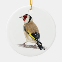 Goldfinch Bird