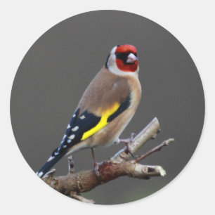 Goldfinch bird classic round sticker