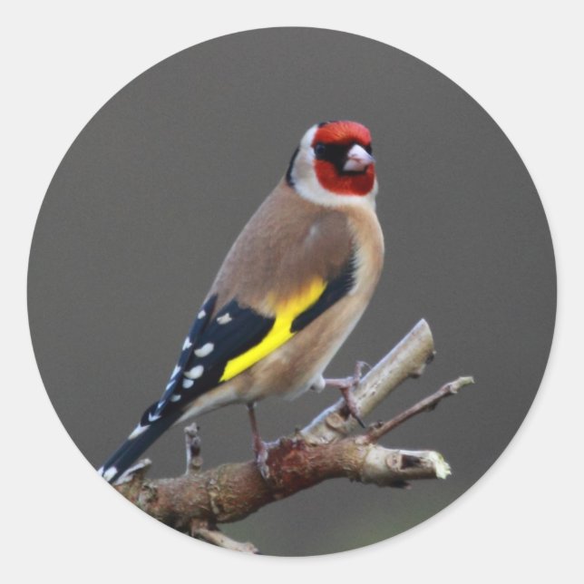 Goldfinch bird classic round sticker (Front)