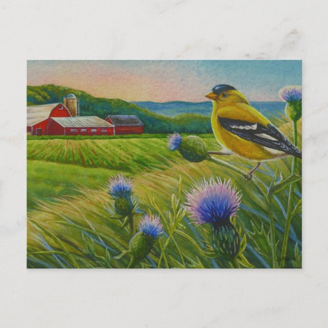 Goldfinch Bird Thistles Summer Farm Watercolor Art Postcard (Front)