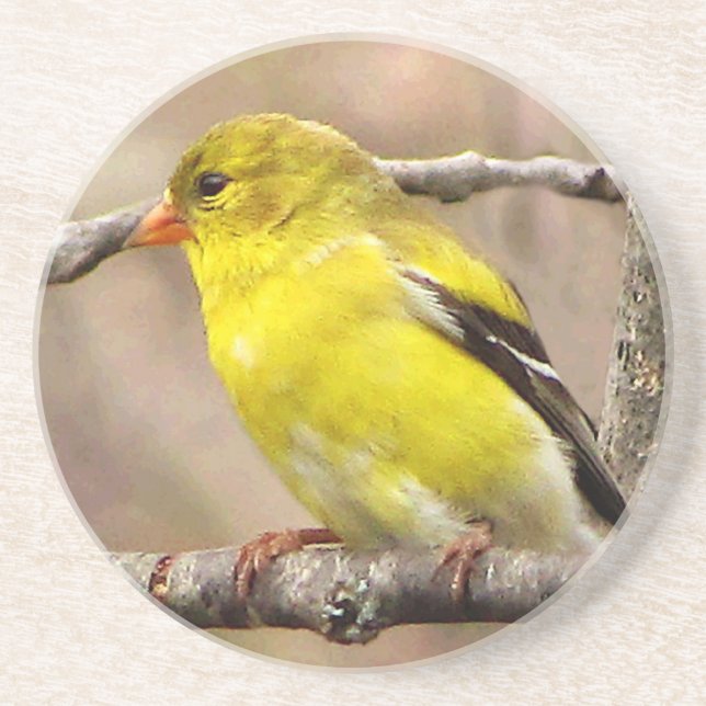 Goldfinch Coaster (Front)
