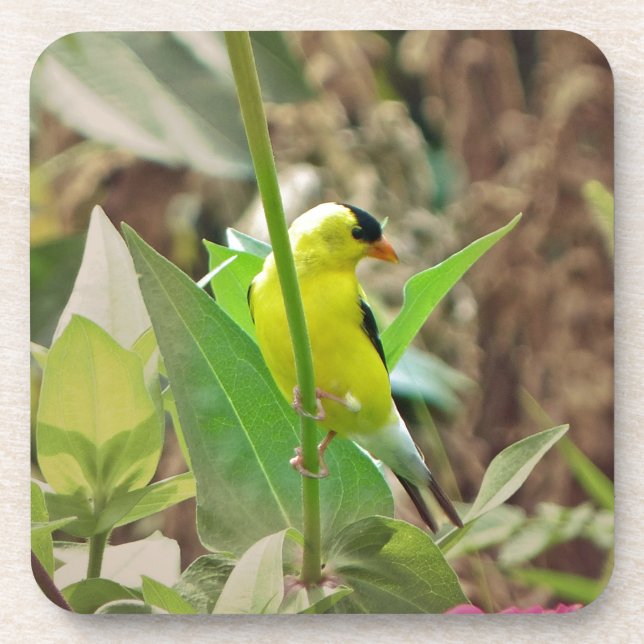 Goldfinch Coaster (Front)