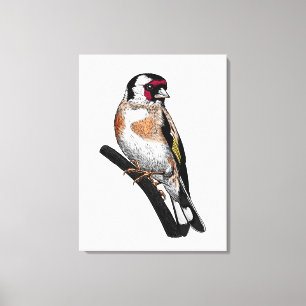 Goldfinch drawing canvas print