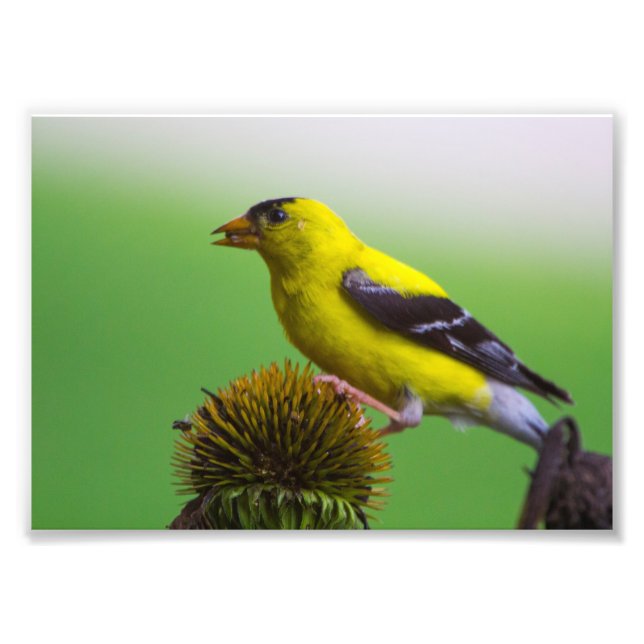 Goldfinch eating coneflower seeds photo print (Front)